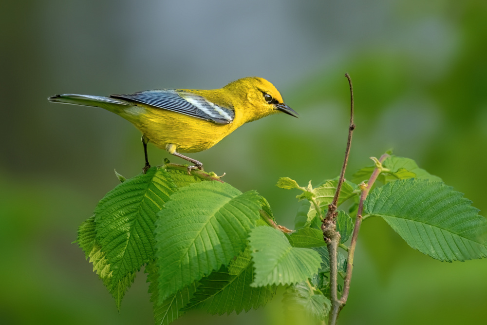 Blue winged warbler von Jian Xu