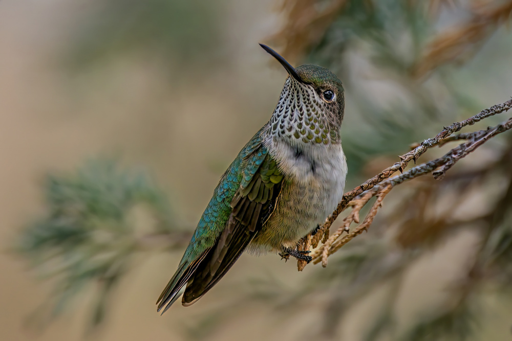 Broad-tailed Hummingbird von Jian Xu