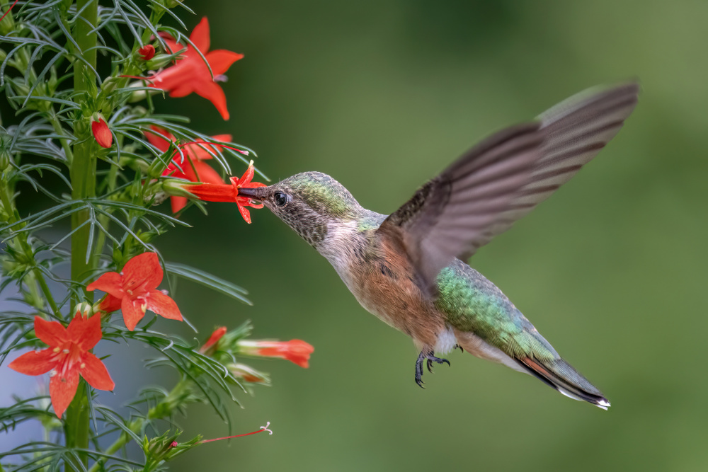 Broad tailed hummingbird von Jian Xu