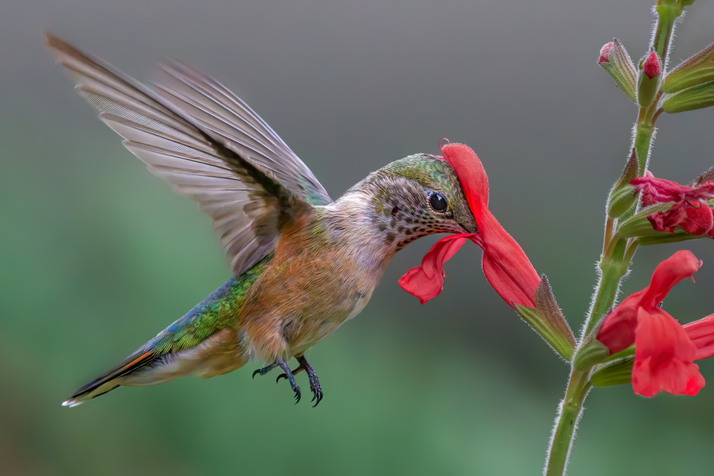 Broad tailed hummingbird von Jian Xu