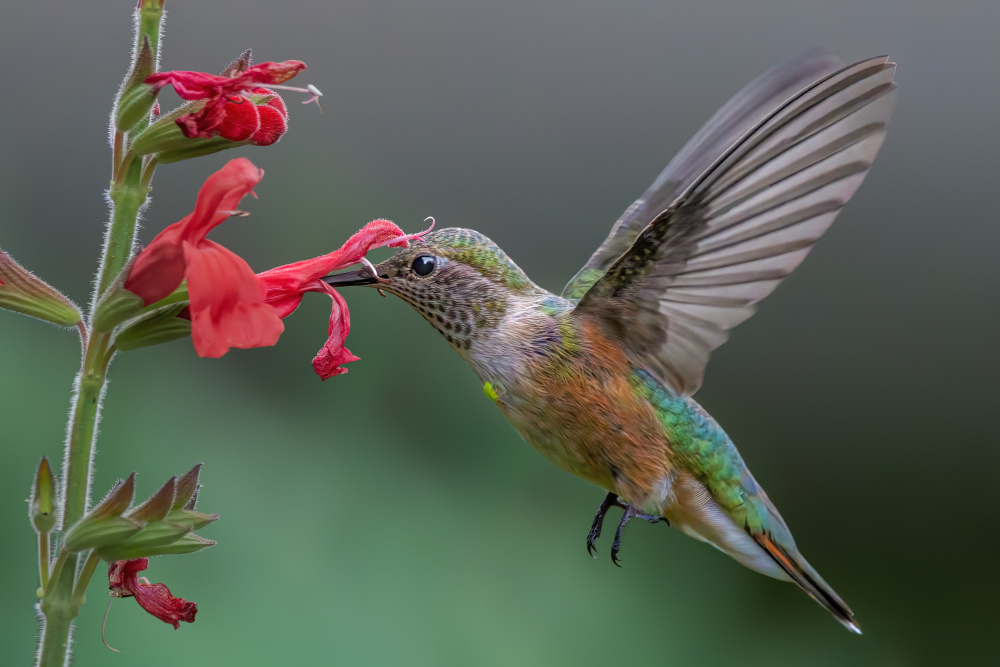 Broad tailed hummingbird von Jian Xu