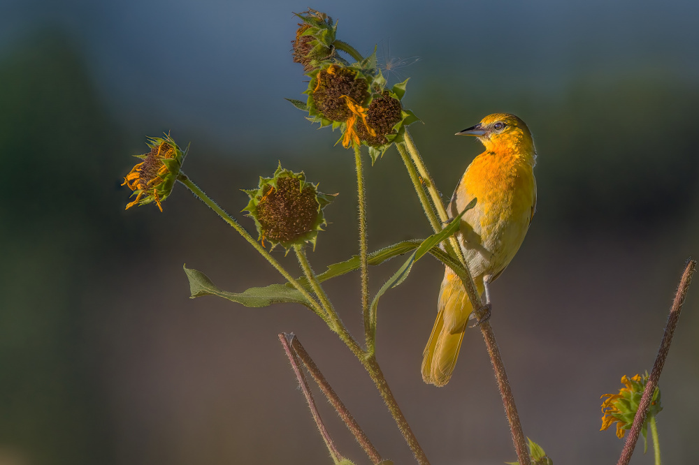 Bullocks oriole von Jian Xu