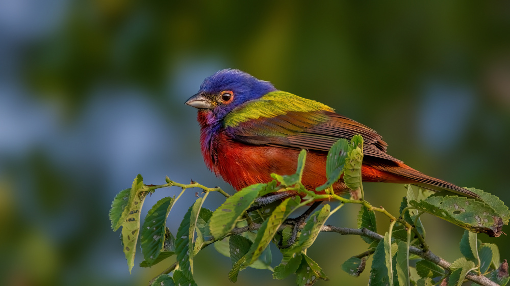 A living rainbow von Jian Xu