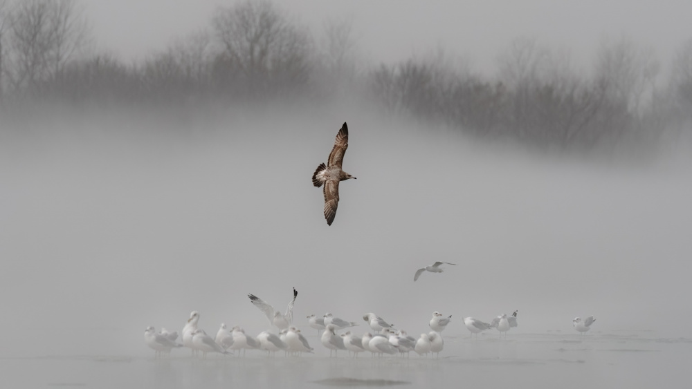 A foggy morning von Jian Xu