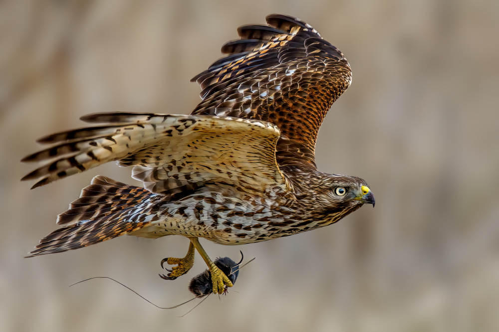 Lunch is ready von Jian Xu