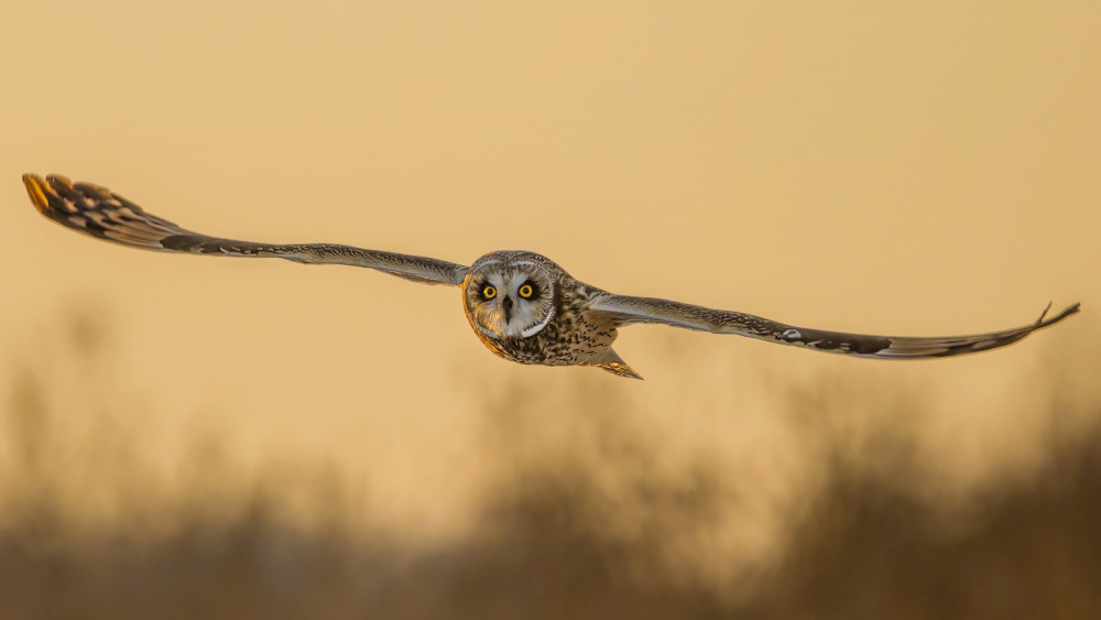 Fly in last sunset von Jian Xu