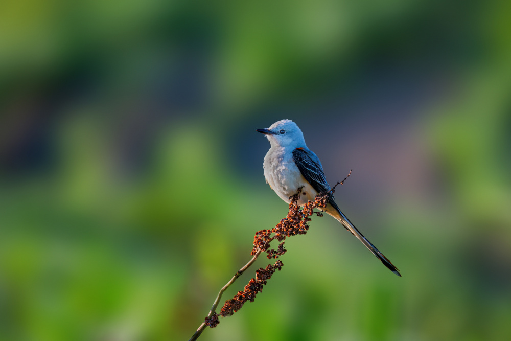 SCISSOR TAILED FLYCATCHER von Jian Xu