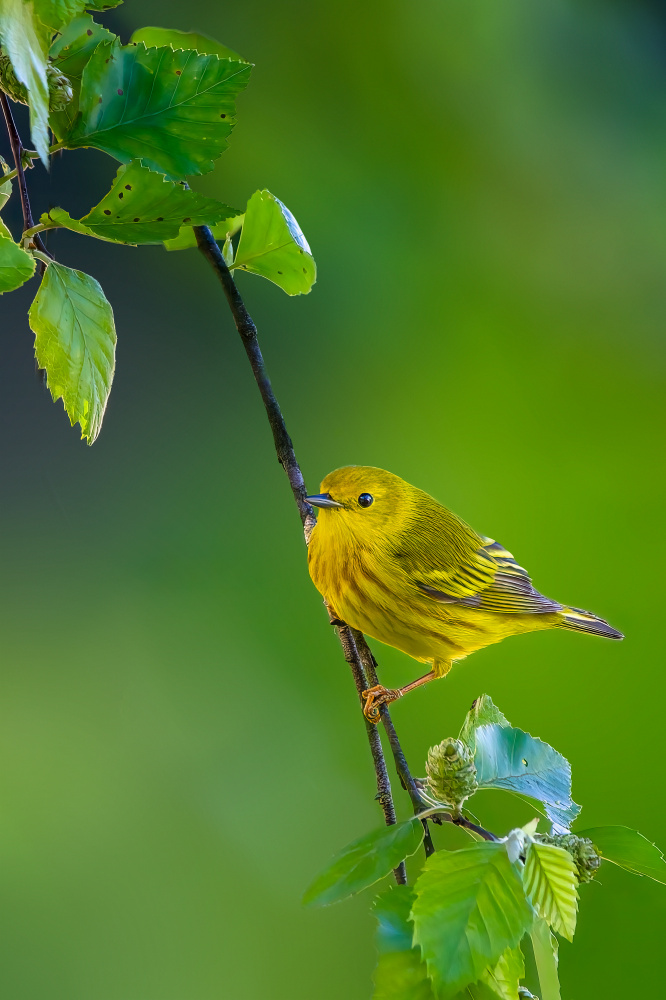 Yellow warbler von Jian Xu