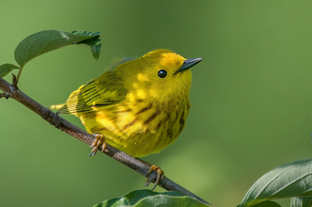 Yellow warbler von Jian Xu