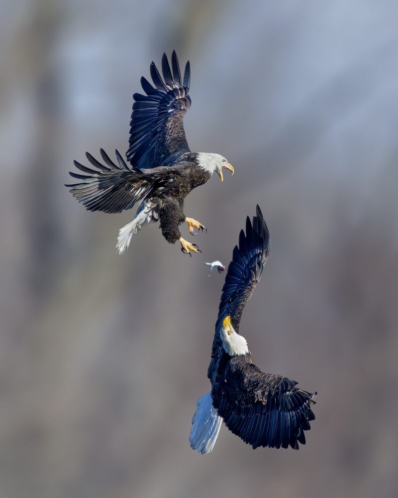 Snatching Opportunity von Jian Xu