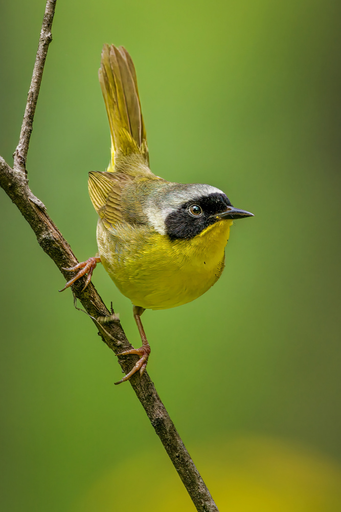 Common Yellowthroat von Jian Xu