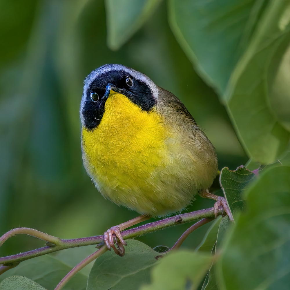 Common Yellowthroat von Jian Xu