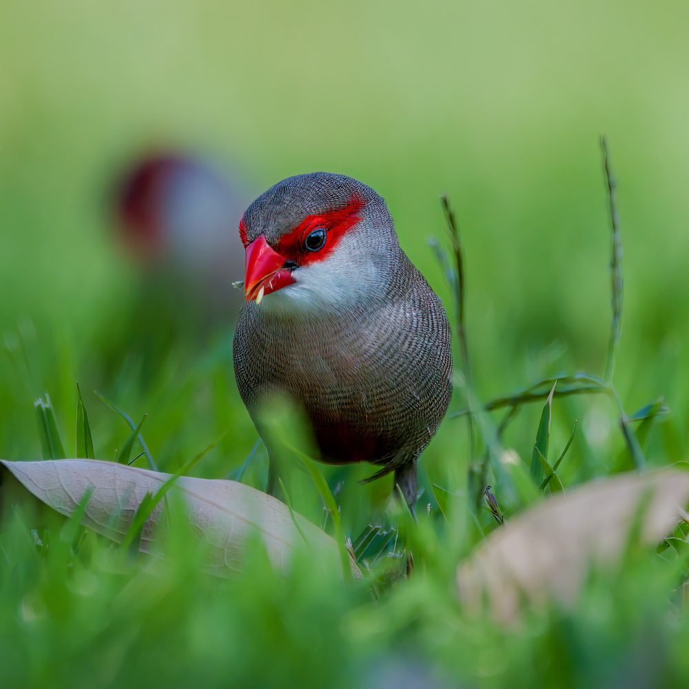 Common waxbill von Jian Xu