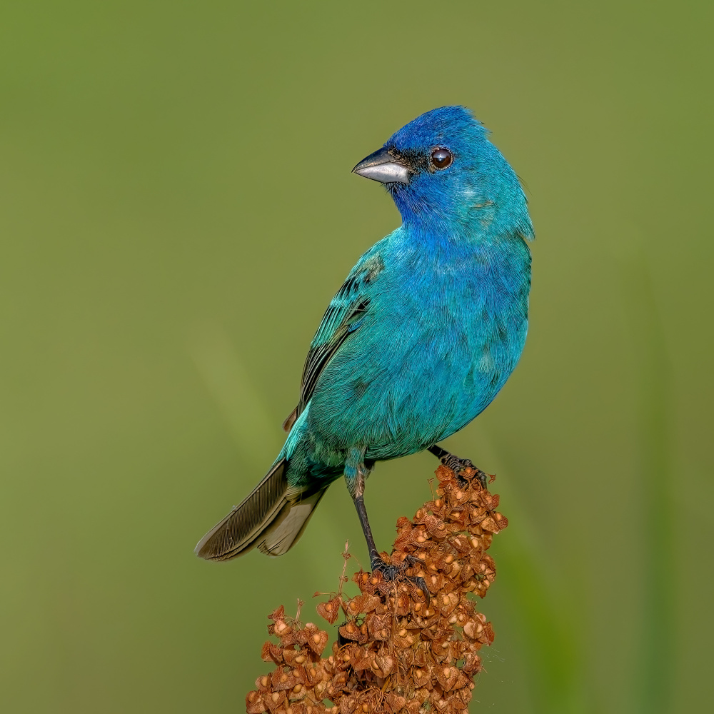 Indigo bunting von Jian Xu