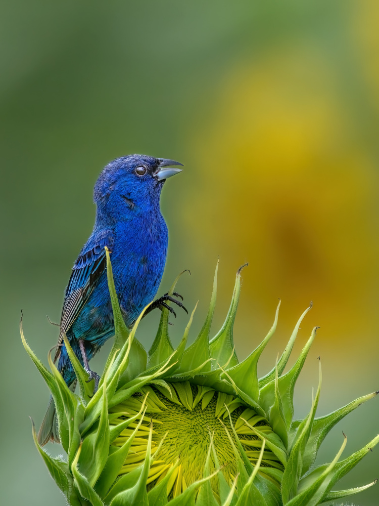 Indigo bunting von Jian Xu