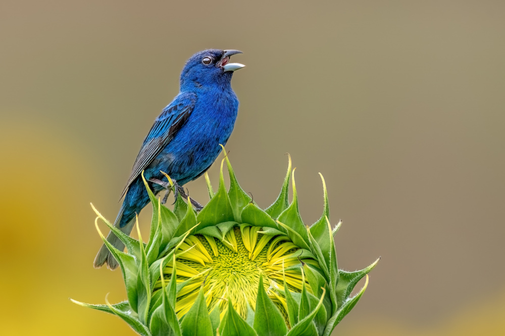 Indigo bunting and sunflower von Jian Xu