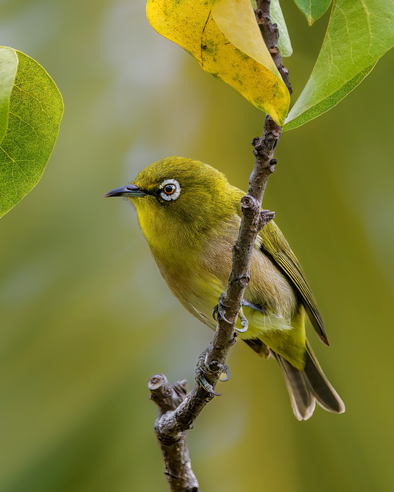 Japanese white eye von Jian Xu