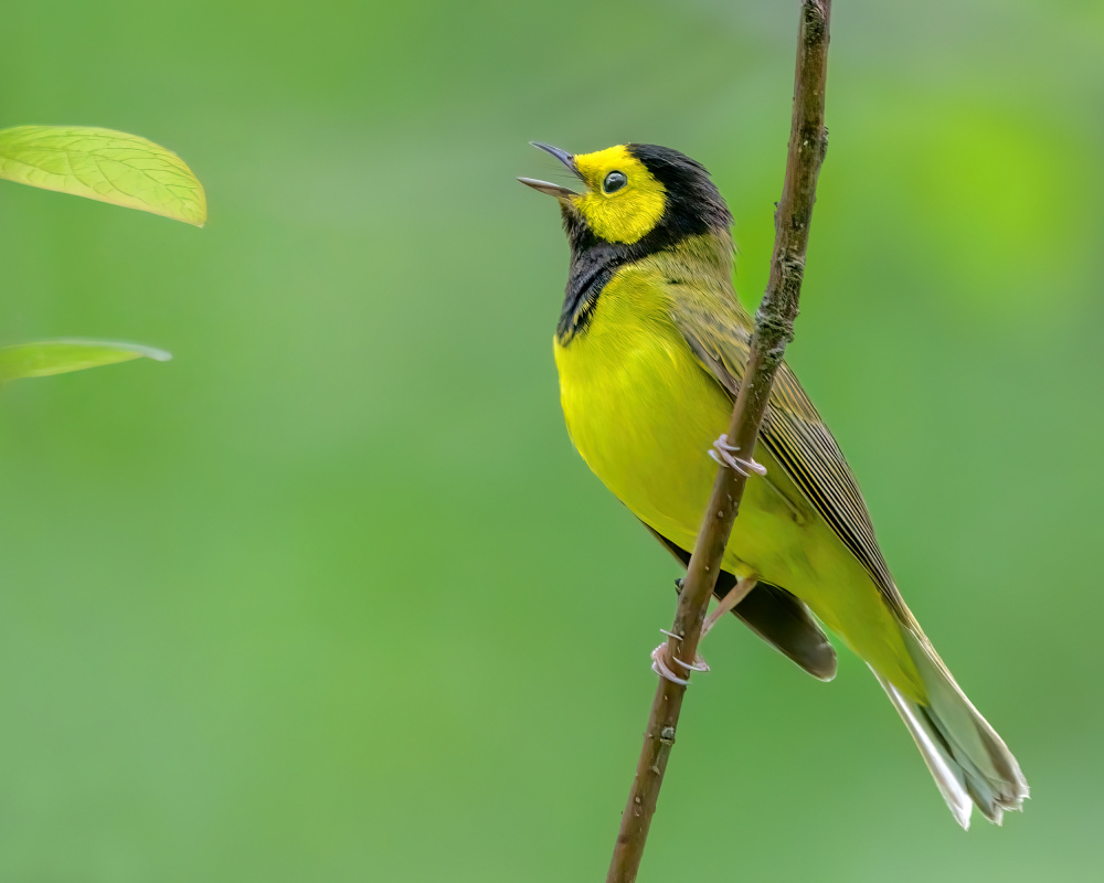 Hooded warbler von Jian Xu