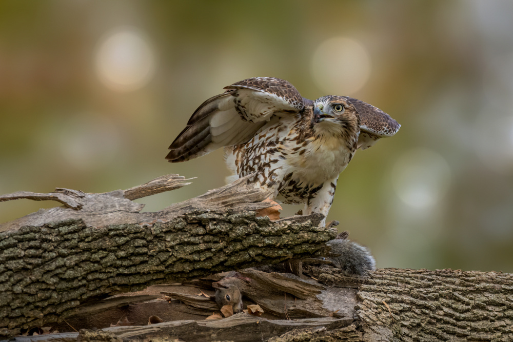 Circle of life von Jian Xu