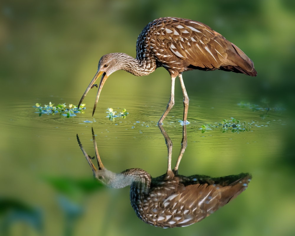 Limpkin von Jian Xu