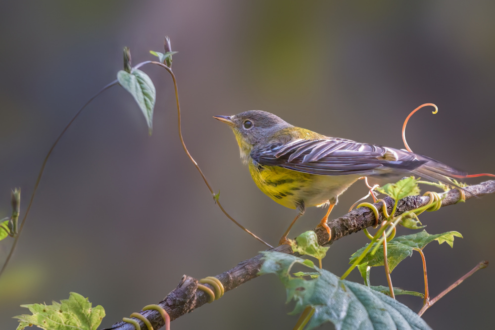 Magnolia warbler von Jian Xu