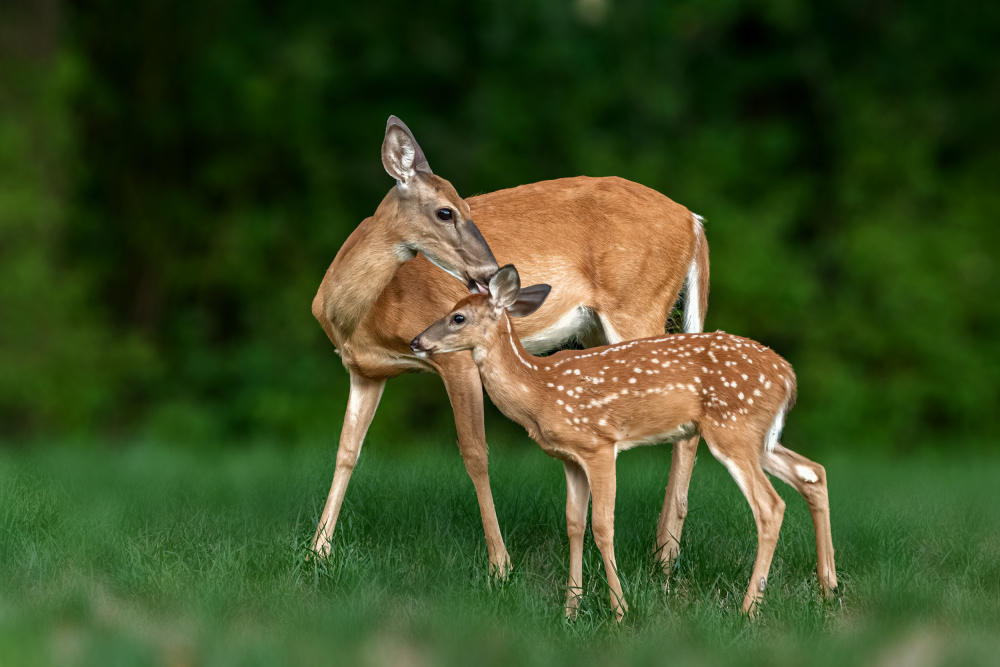 Mom and baby von Jian Xu