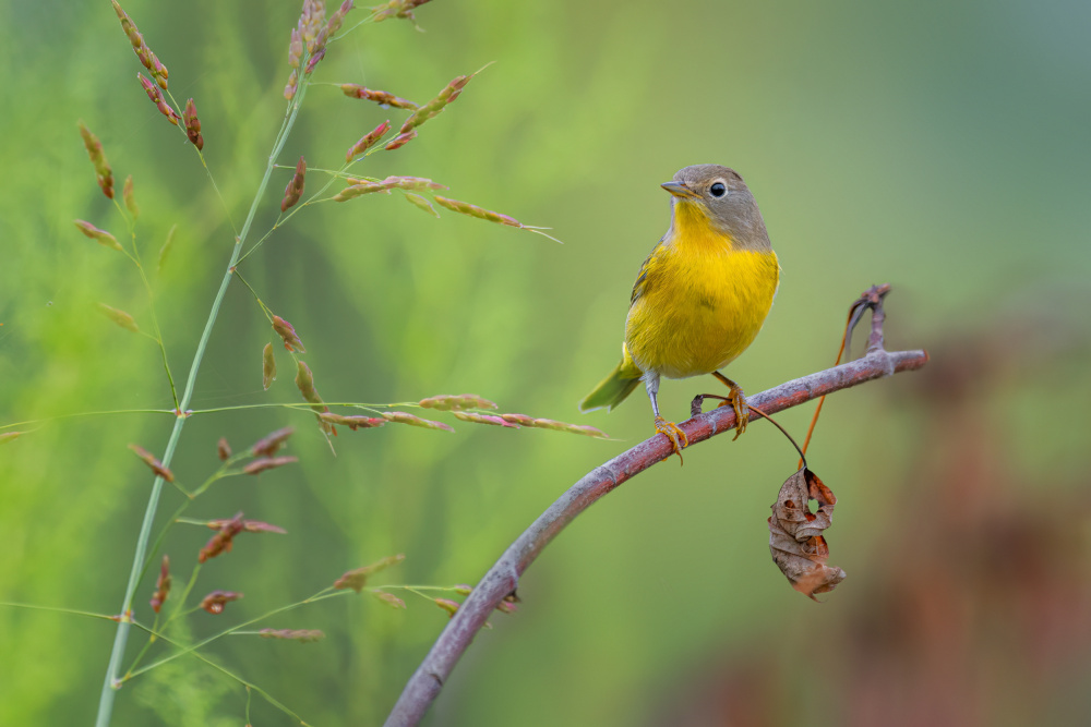 Nashville warbler von Jian Xu