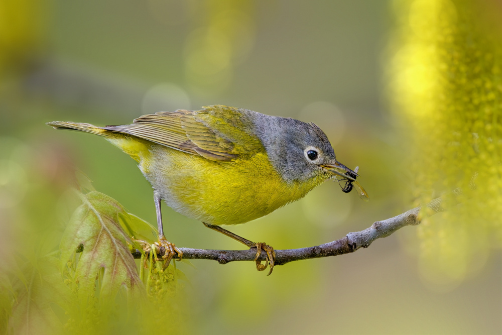 Nashville warbler von Jian Xu