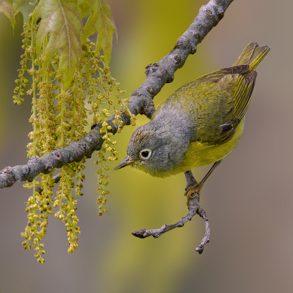 Nashville warbler von Jian Xu