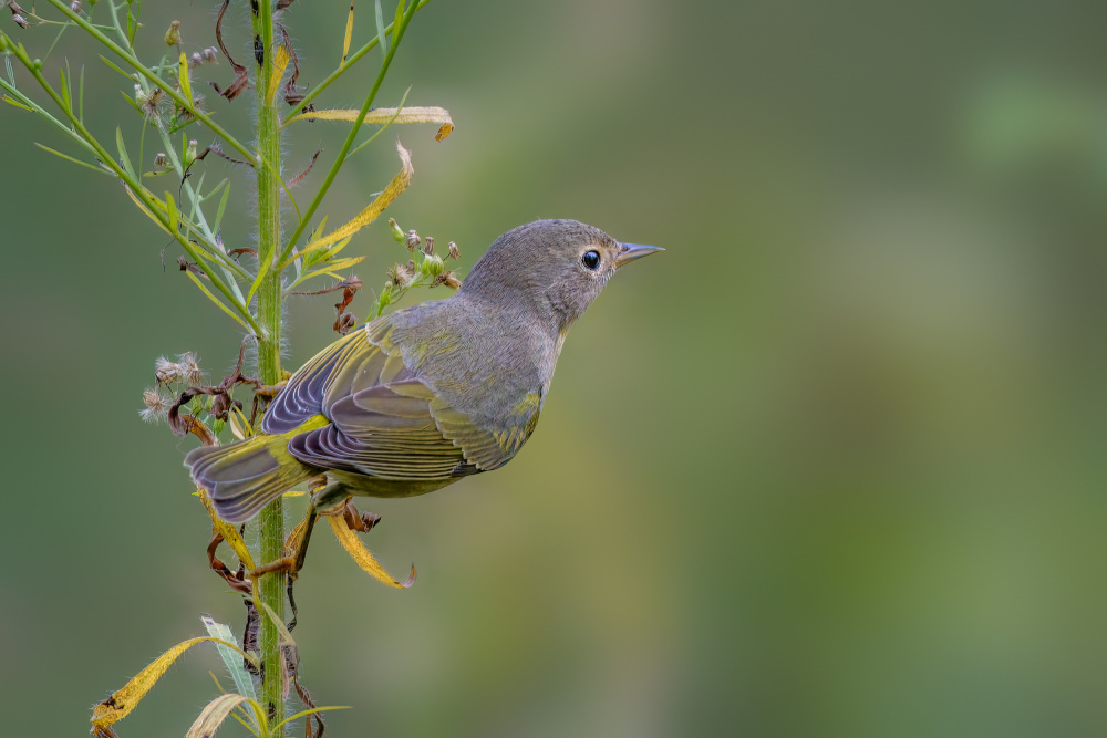 Nashville warbler von Jian Xu