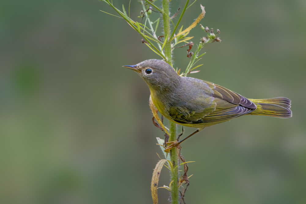 Nashville warbler von Jian Xu