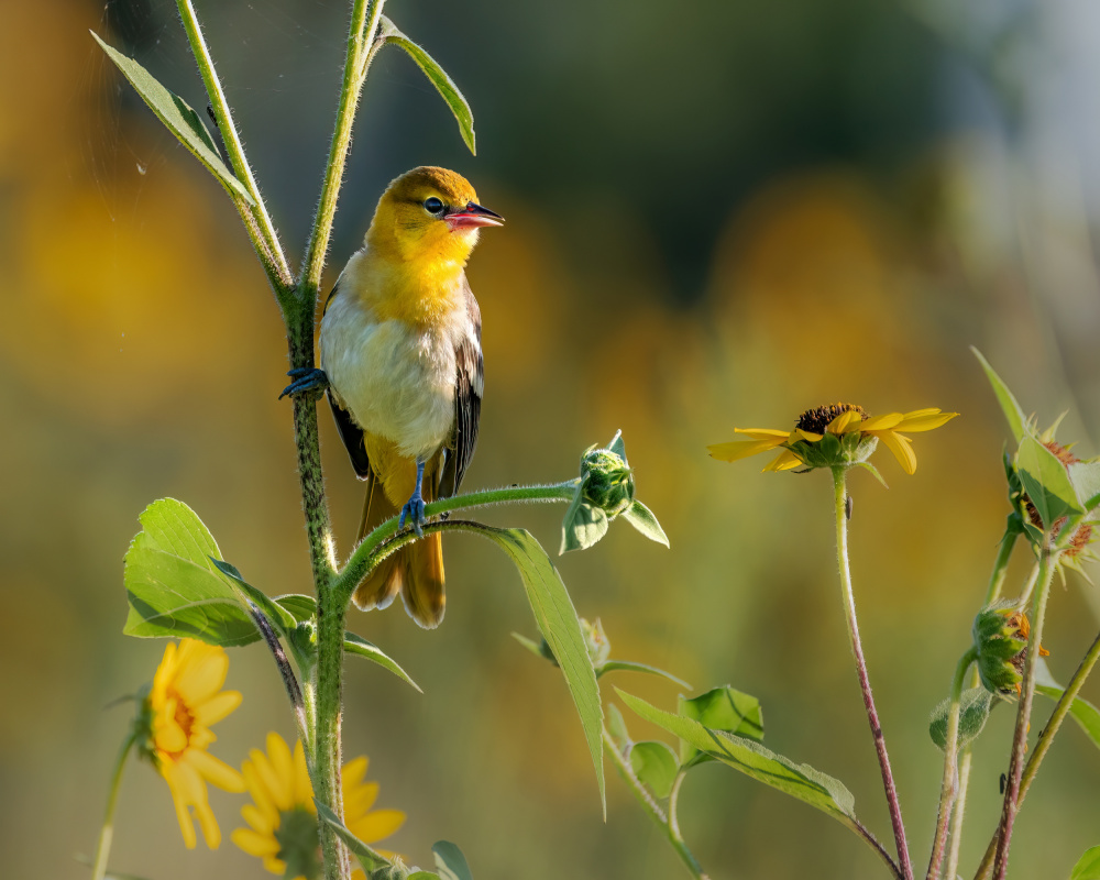 bullocks oriole von Jian Xu