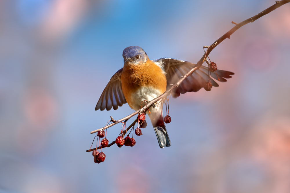 EASTERN BLUEBIRD von Jian Xu