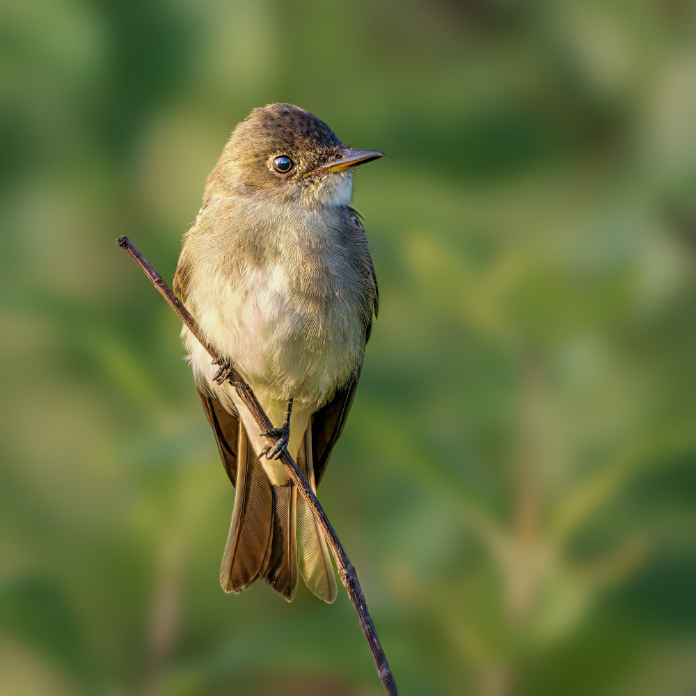 eastern wood pewee von Jian Xu