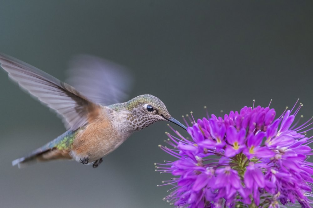 rufous hummingbird von Jian Xu