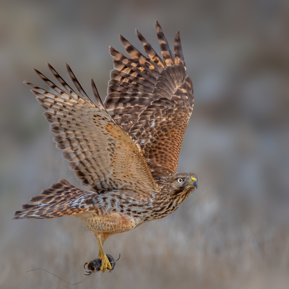 Red shouldered hawk hunting von Jian Xu