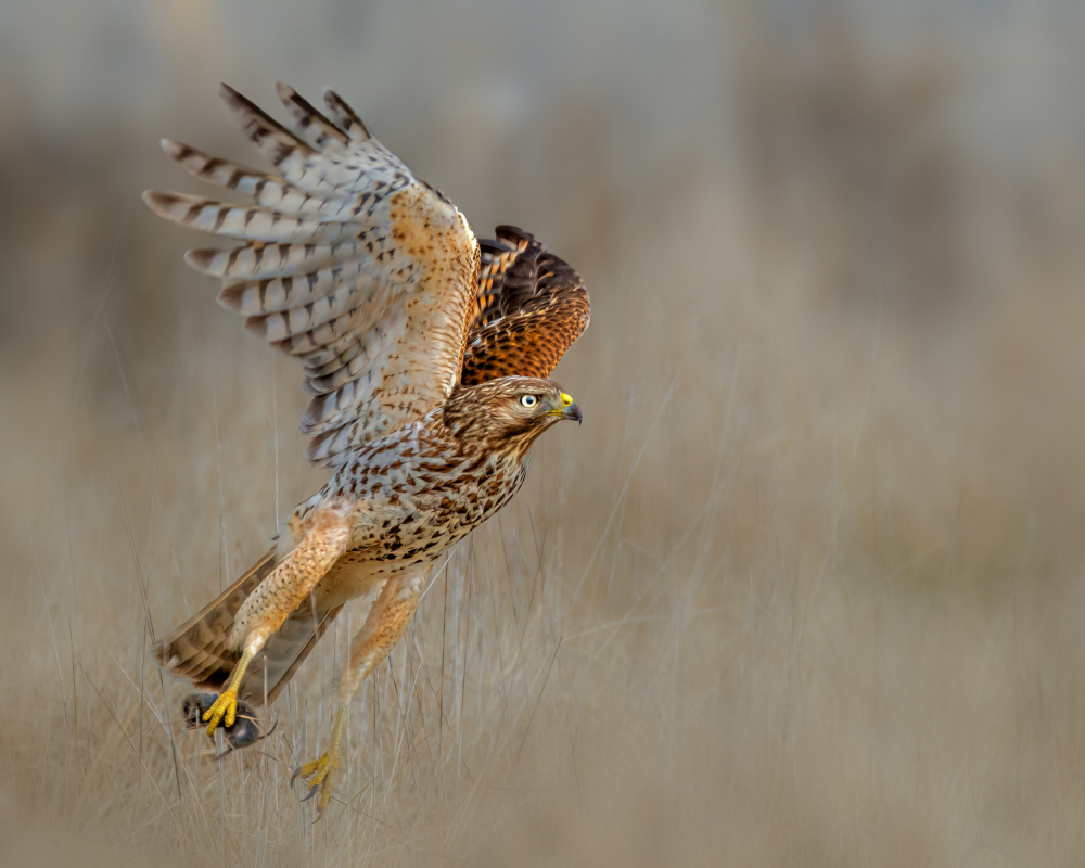 Red shouldered hawk capturing a vole von Jian Xu