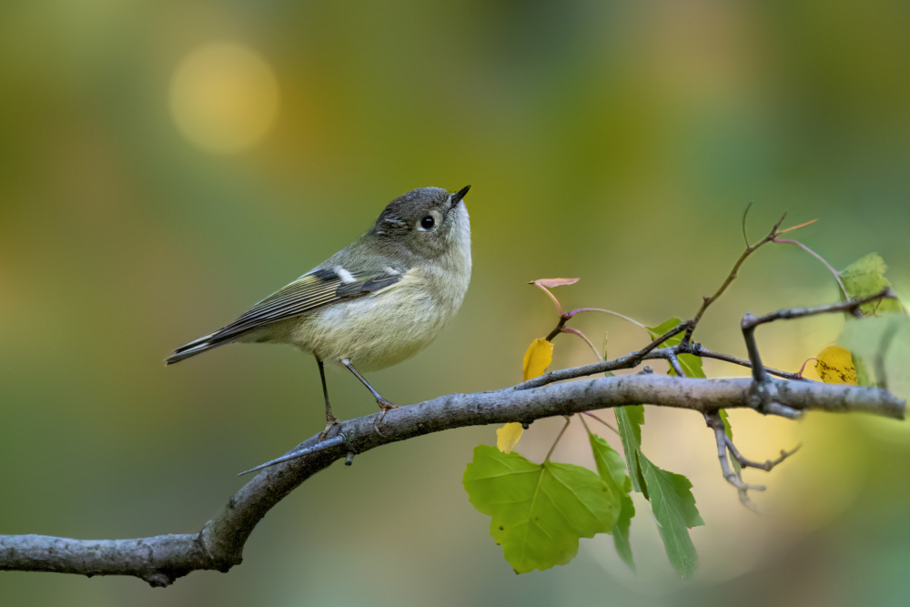 Ruby crowned kinglet von Jian Xu