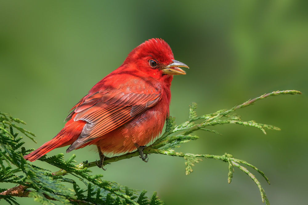 Summer Tanager von Jian Xu