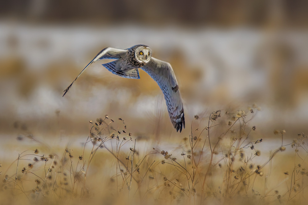 Short eared owl von Jian Xu