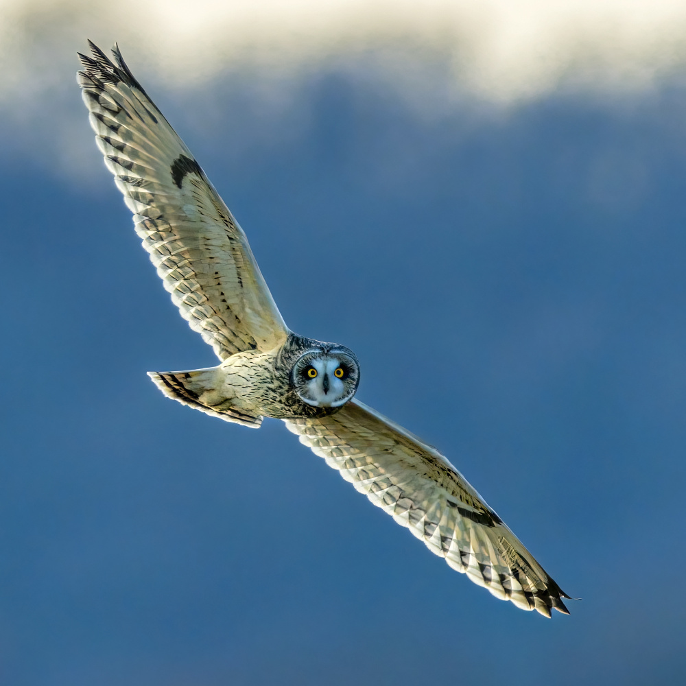 Short eared owl von Jian Xu