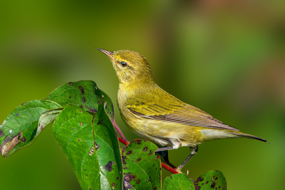 Tennessee warbler von Jian Xu