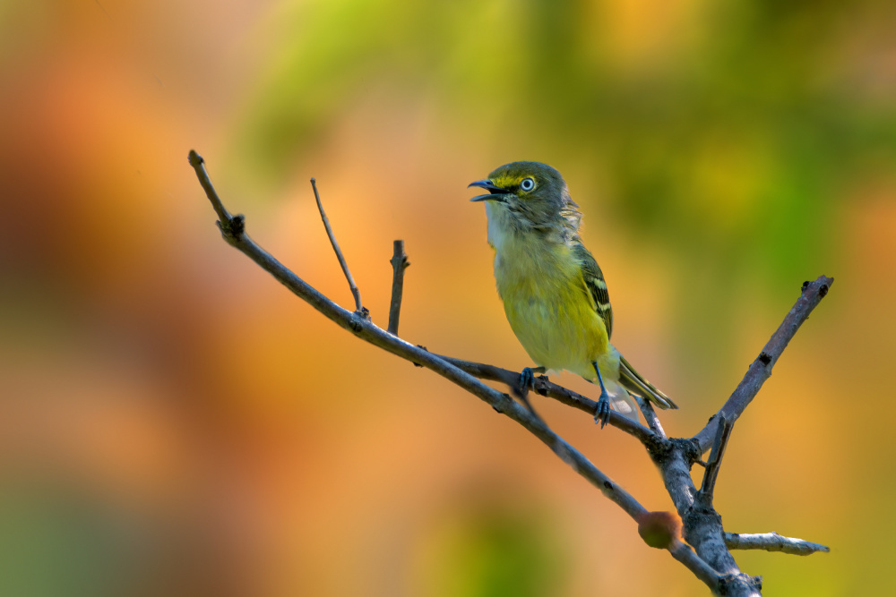 White eyed vireo von Jian Xu