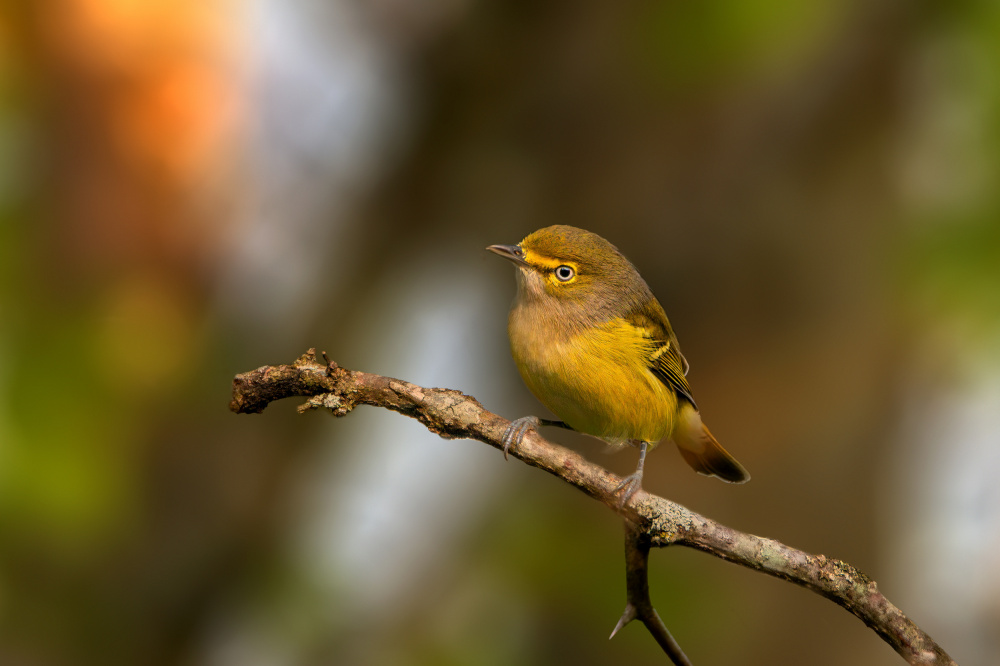 White eyed vireo von Jian Xu