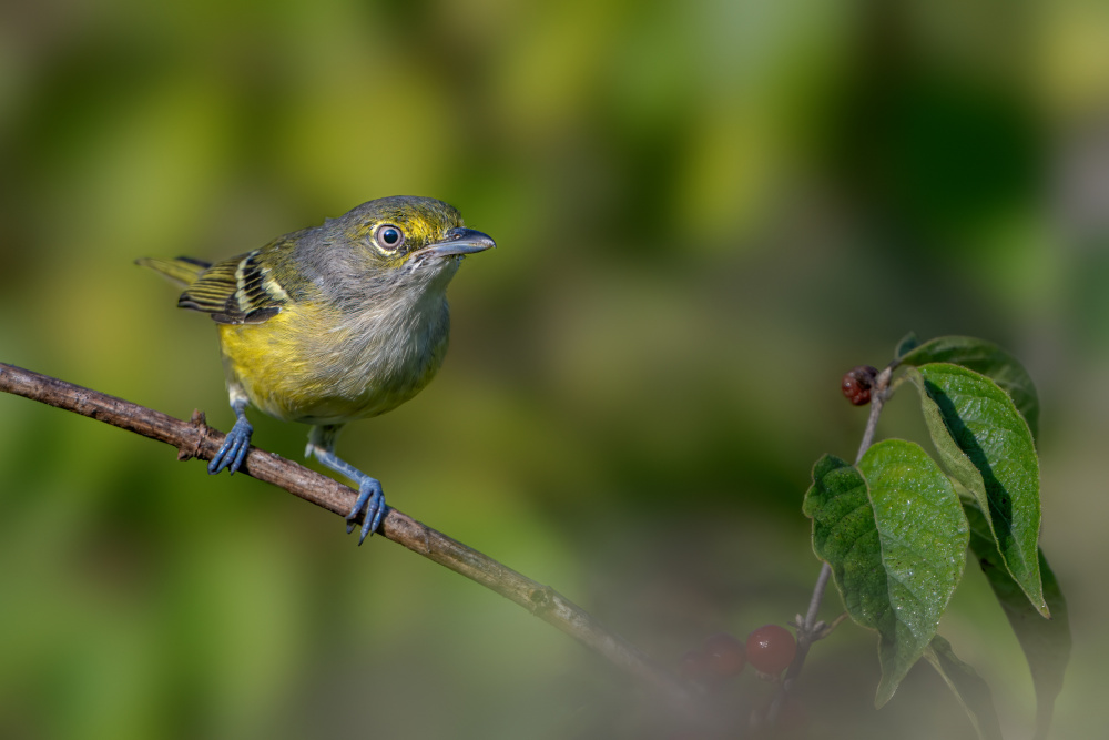 White eyed vireo von Jian Xu