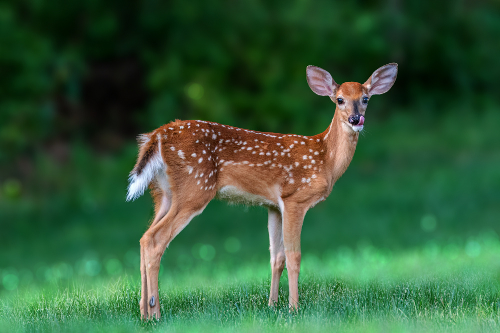 White tailed deer fawn von Jian Xu