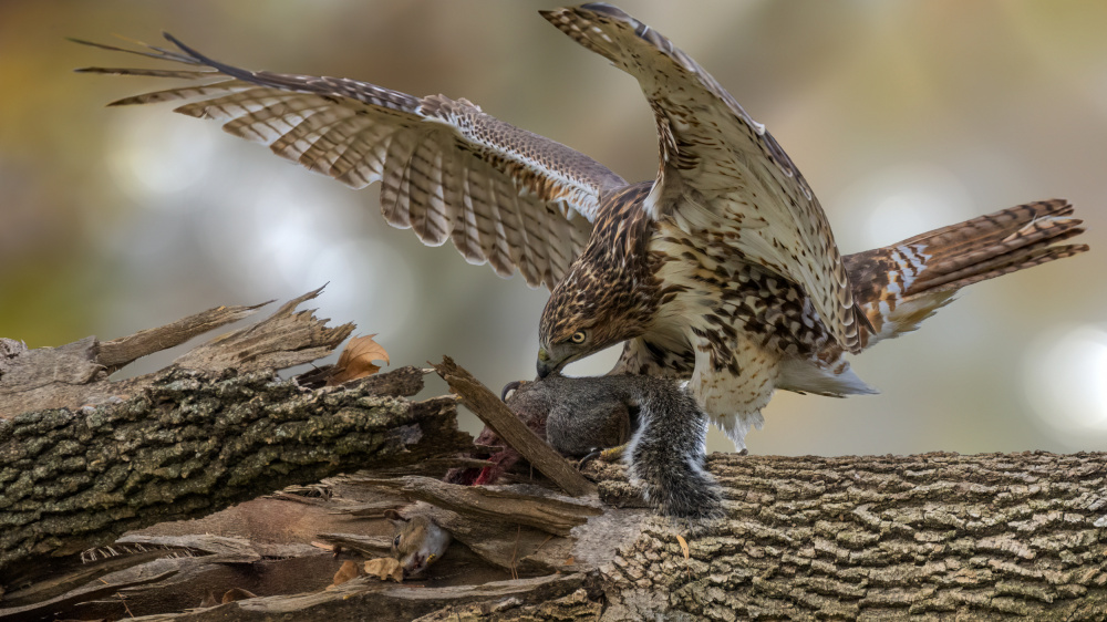 Dinner time von Jian Xu