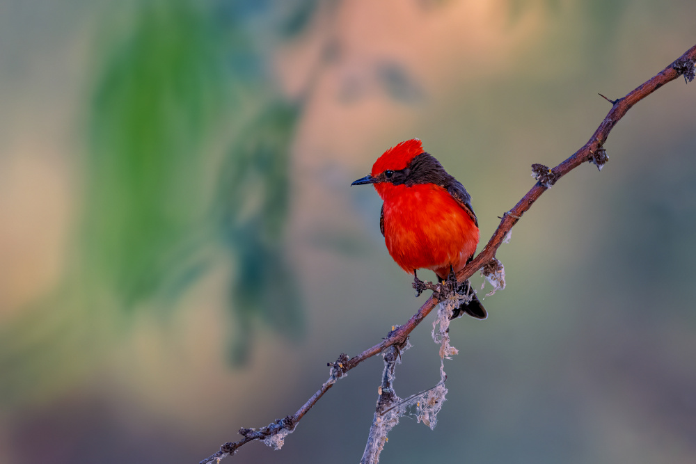 VERMILION FLYCATCHER von Jian Xu