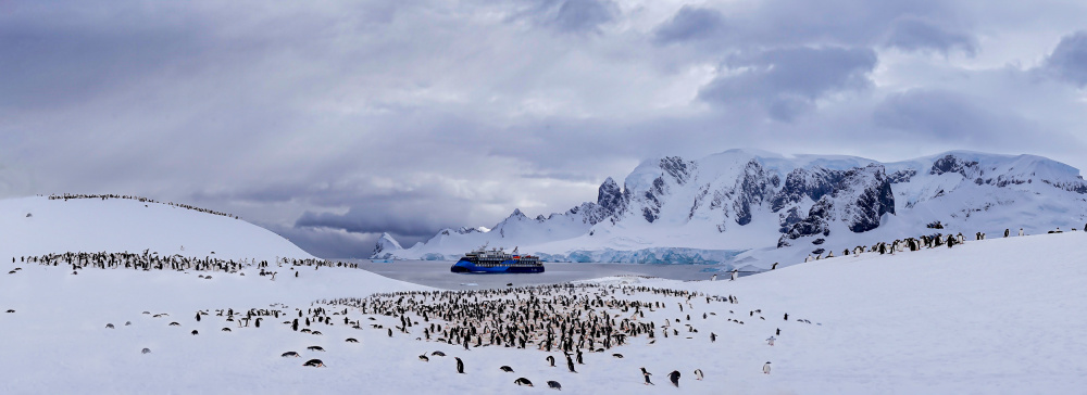 Penguins Camp von Jiangping Chang