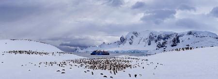 Penguins Camp